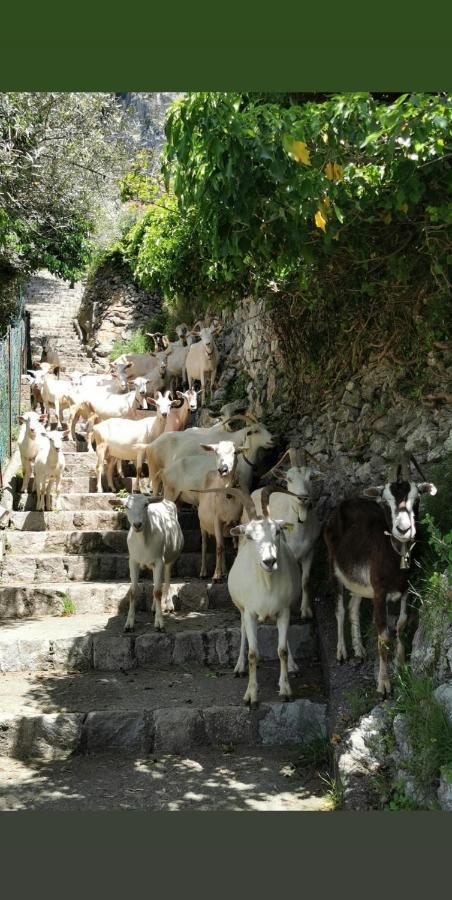 Estate4Home - Goat Path โปซิตาโน ภายนอก รูปภาพ